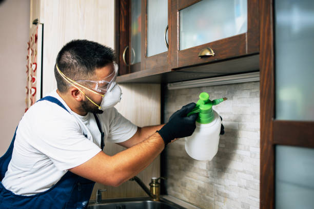 Best Wasp Removal Services  in Boyne City, MI