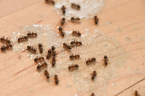 Best Pest Control Near Me  in Boyne City, MI